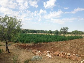 Diyarbakır’da 25 Bin 600 Kök Hint Keneviri Ele Geçirildi
