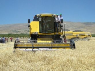 Tohumluk Arpa Ve Buğday Hasadı Başladı