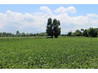 Samsun, Tarımsal Üretimde 10. Sırada