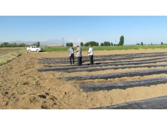 Ahlat’ın Tarımda Yeni Gözdesi Çilek Olacak