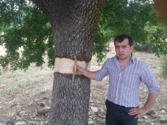 Melengiç Ağaçları Antep Fıstığı Verecek