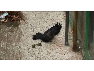 Çatıda Mahsur Kalan Kargayı İtfaiye Kurtardı