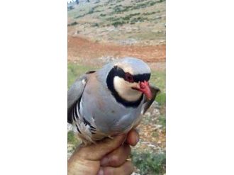 Yakaladığı Kekliği Satışa Çıkarınca 5 Bin Tl Ceza Yedi