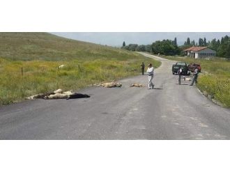 Kütahya’da Köpek Katliamı