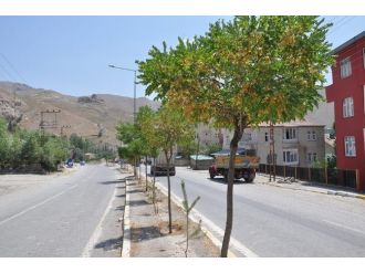 Hakkari’de Ağaçlar Göz Göre Göre Koruyor