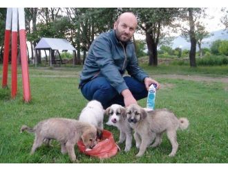 Terkedilen Yavru Köpeklere Berber Sahip Çıktı