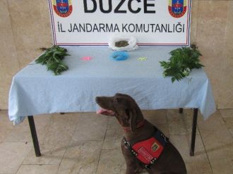 Jandarmadan Uyuşturucu Operasyonu