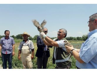 Canlı Mühre Olarak Kullanılan Keklikler Doğaya Bırakıldı