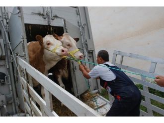 Avusturya’dan Tokat’a 275 Adet Gebe Düve İthal Edildi