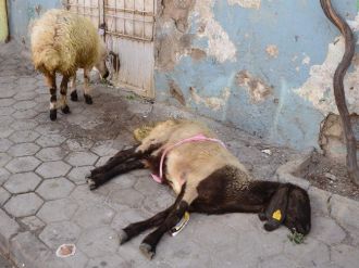 Sıcak Havalar Hayvanları Da Etkiledi
