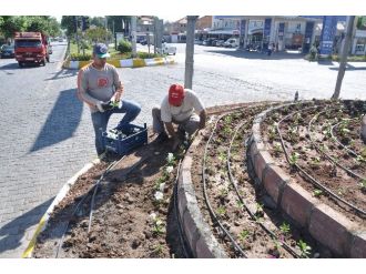 Gölbaşı Belediyesi Refüj Ve Parklara 100 Bin Adet Çiçek Dikti