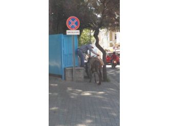 Bu Eşek Resmi Eşek