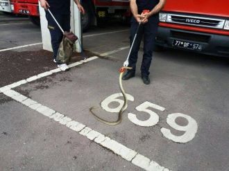 Yalova’da Yılan Kurtarma Operasyonu...(özel Haber)