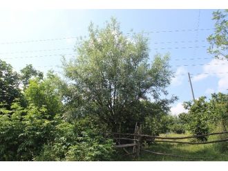 Söğüt Ve Kavak Ağaçları Tarımsal Üretimi Tehdit Ediyor