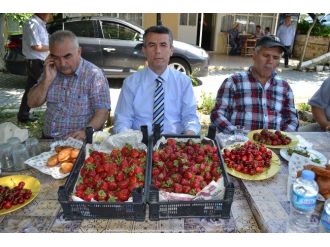 Kırkağaç’ta Yılın İlk Çileği Hasat Edildi