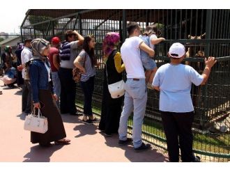Hayvanat Bahçesine Hafta Sonu İlgisi