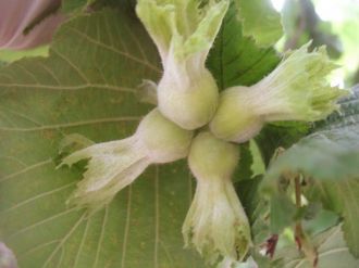 Fındıkta Külleme Hastalığına Dikkat