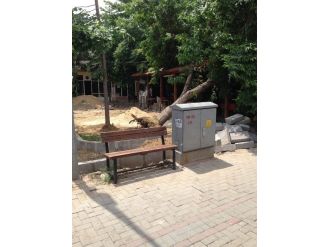 Dikkatsizlik 20 Yıllık Ağacı Devirdi
