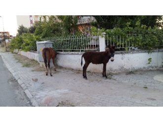 Sahipsiz Tay Ve Sıpa Sokakları Mesken Tuttu