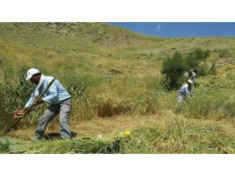 Oruçlu 30 Derece Sıcakta Tırpan Çekiyorlar