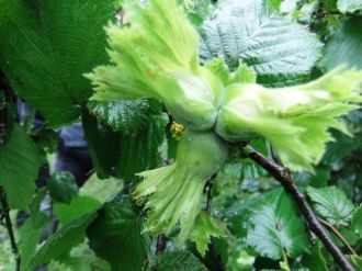 Samsun’un 2015 Yılı Fındık Rekolte Tahmini 100 Bin Ton