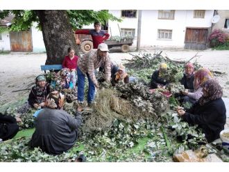İpek Böcekçiliğine İlgi Azalıyor