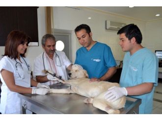 Beş Yılda Bin 450 Köpeğe Ve 890 Kedi Sahiplendirildi