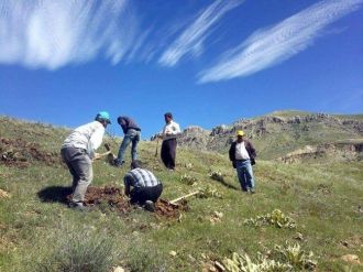 Bin Kişi Orman İşinde Çalışıyor