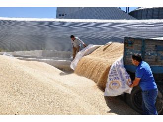 Tmo, Sezonun İlk Ürününü Aldı