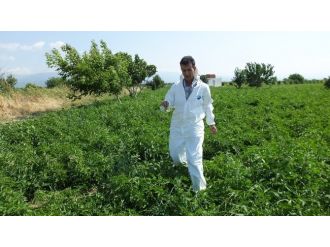 Domateslerde Mildiyö Hastalığı Alarmı