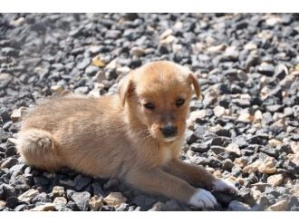 6 Ayda 125 Hayvan Sahiplendirildi