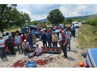 (Özel Haber) İhracat Yapamayan Kiraz Üreticileri Yol Kapattı