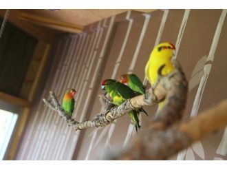 Tay Park Ailesi Büyüyor