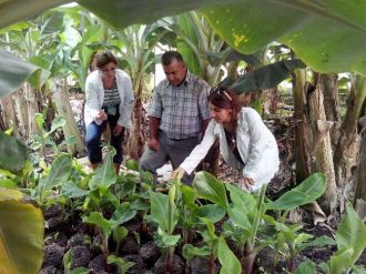 Ezo Sertifikalı Muz Fideleri Geliyor