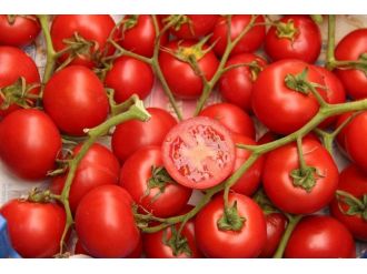 Samsun’da En Çok Domates, Biber Ve Buğday Yetişiyor