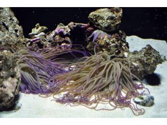 Aqua Vega, Anemonları Ağırladı