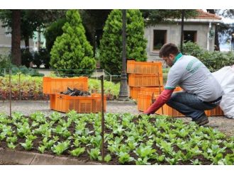 Giresun’da Tarihi Taşbaşı Parkı Çiçeklendirdi