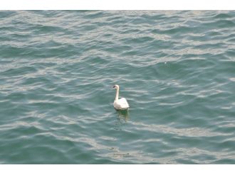 Kanadı Kırık Kuğu, Deniz Polisini Peşinde Koşturdu