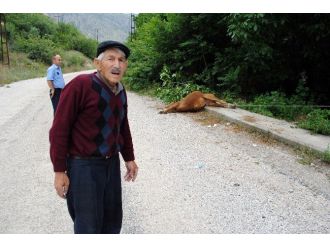 Boğayı Ağaca Bağlayıp Ölüme Terk Ettiler