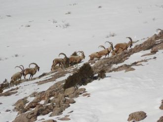 Niğde’de 12 Yaban Keçisi Av Turizmi İçin İhale Edildi