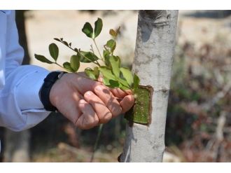 Orman Bölge Müdürlüğü’nden Aşılama Çalışması