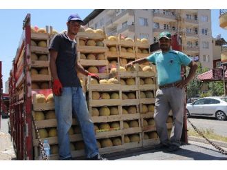 Yağışlar Kırıkhan Kavununda Hasadı Geciktirdi