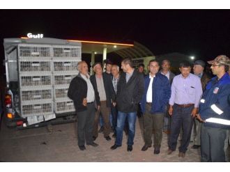 Keklikler Doğaya Salındı