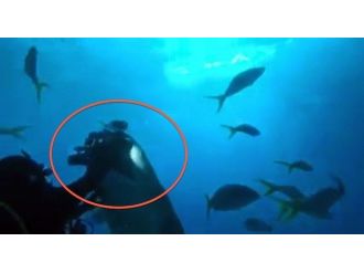 Köpekbalığı 10 Bin Dolarlık Kamerayı Kaptı
