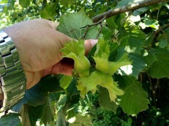 Düzce’de 2015 Yılı Tahmini Fındık Rekoltesi 72 Bin Ton