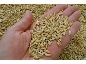 Arpa Ve Buğday Alımları Başladı