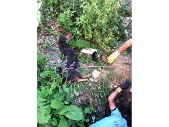Çukurda Mahsur Kalan Köpek Ve Yavruları Kurtarıldı