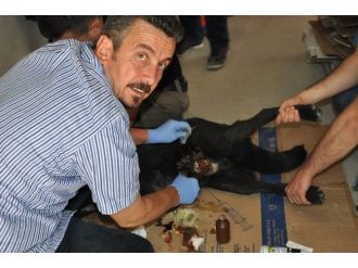 Yarılı Olan Köpeği Veteriner Hekim Kurtardı