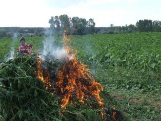 Kırklareli’de 55 Bin Kök Kenevir İmha Edildi
