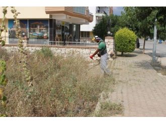 Didim’de Yabani Ot Temizliği Yapılıyor
